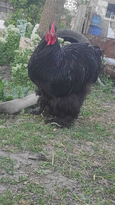 Cocoș cochinchina uriaș