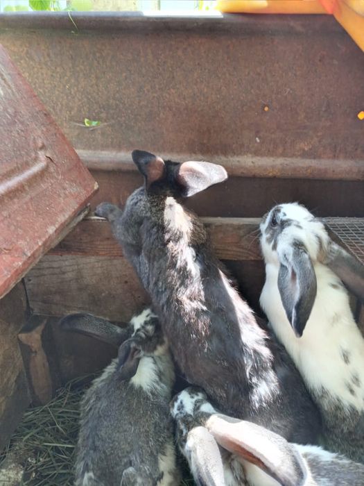 Кролики породы великан