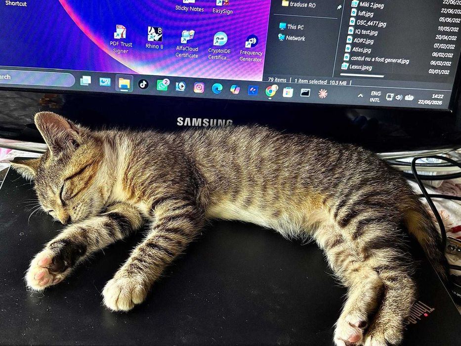 Caut doritor adoptie pisicuta de 2 luni, gasita parasita, in ploaie...