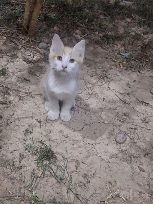 Котёнок. без породы, мальчик.