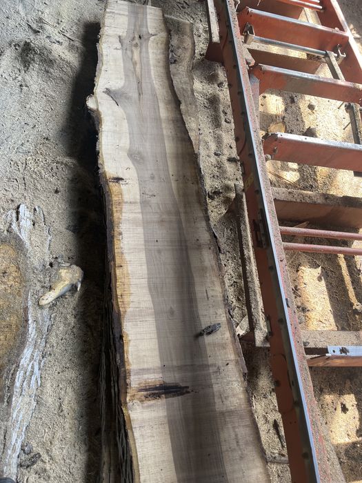 Талпа орех 7 см.