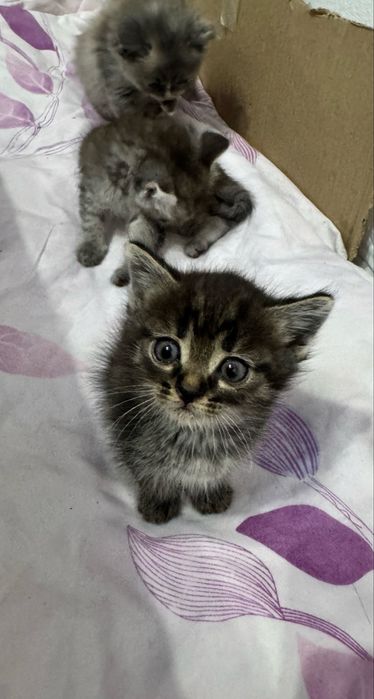 Милые котята……ищут дом .