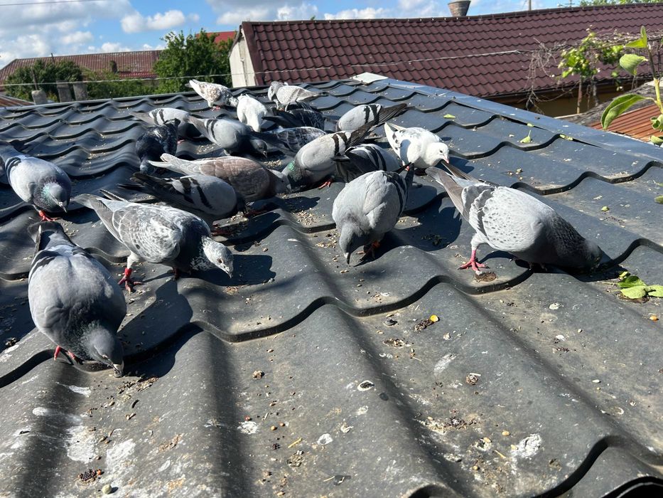 Porumbei Voiajori Originali  Culori  diferite  2020  -  2025 si   pui