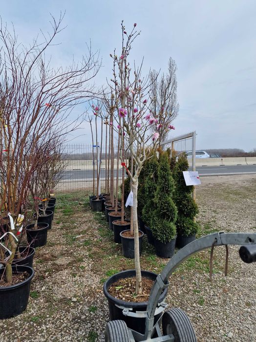 Plante Ornamentale De orice specie Oriunde In tara