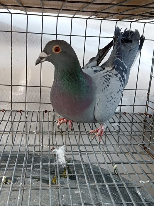 Vând porumbei voiajor 2 femele și un mascul