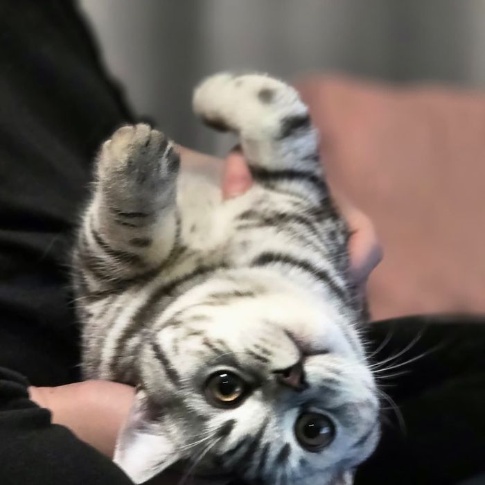 Скотишь страйт кот