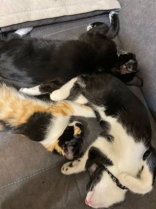 mushuk bor hadyaga yahshi qaredigan insonlarga beriladi