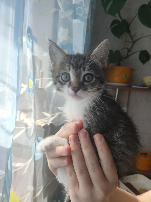 Отдам котят, Майкудук