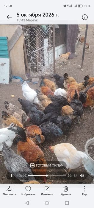 Тауыктар сатылады Кучин,домашный