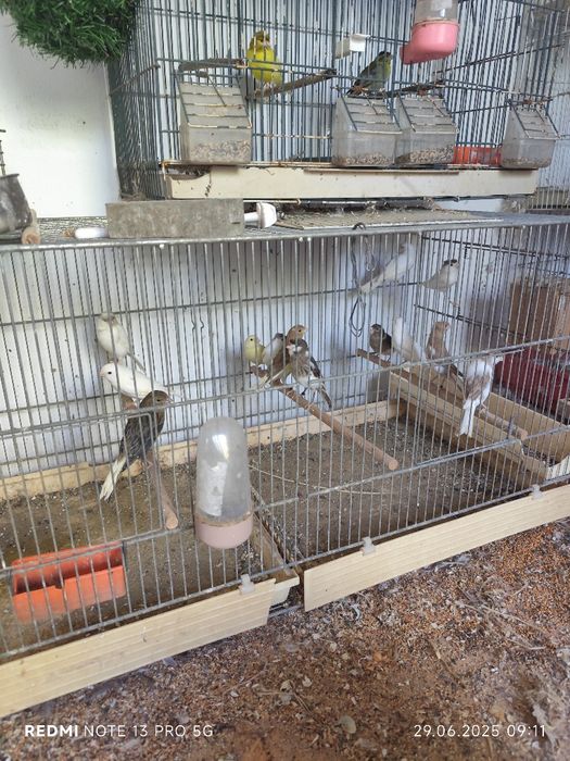 Vand papagali perusi , canari,zebre .etv