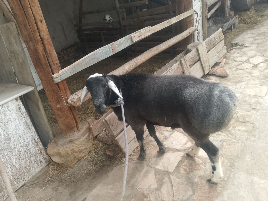 Qoʻchqor sotiladi tez faqat realni oladiganlar tel qilonglar