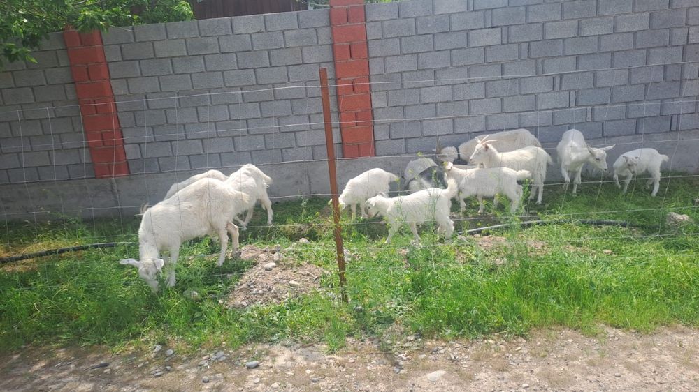 Козы козлята саууға арналған ешкілер