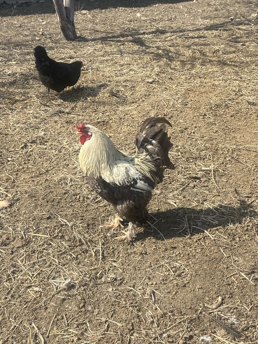 Продам молодых петухов