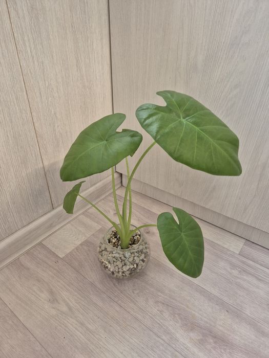 Алоказия Одора (лечебная)