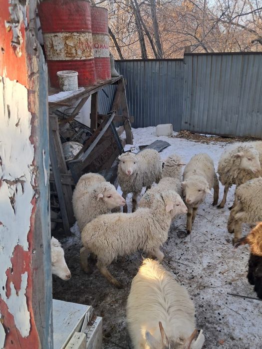 Тоқтылар,лақтар сатылады