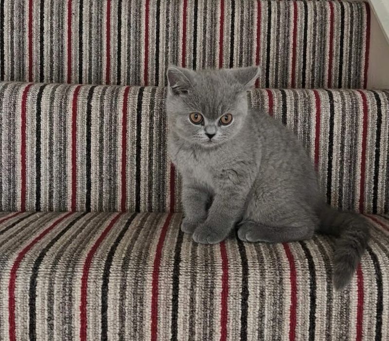 British Shorthair Autentic Blue