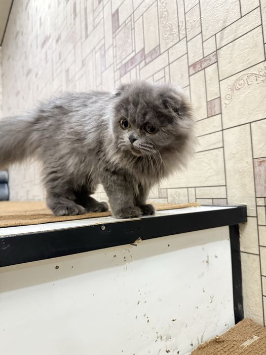 Skotish fold 5 oylik