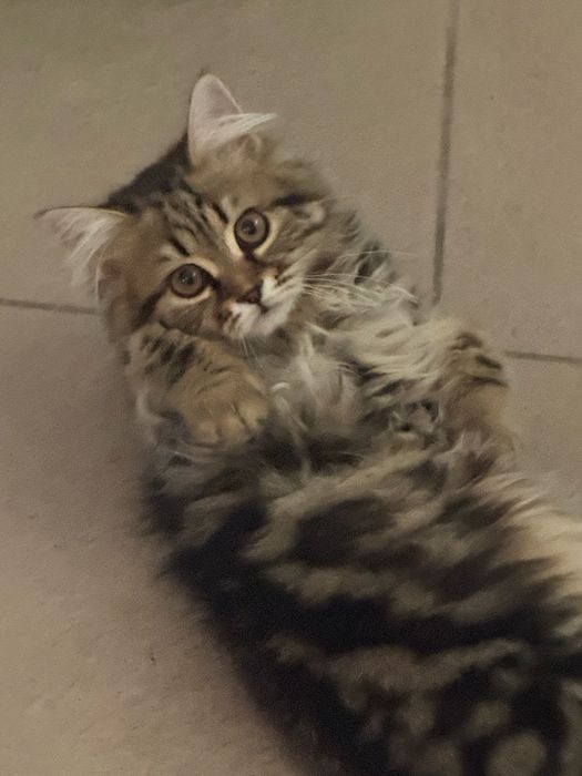 Котенок пароды скотиш страйт