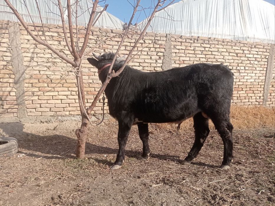 Buqa sotiladi gibrit