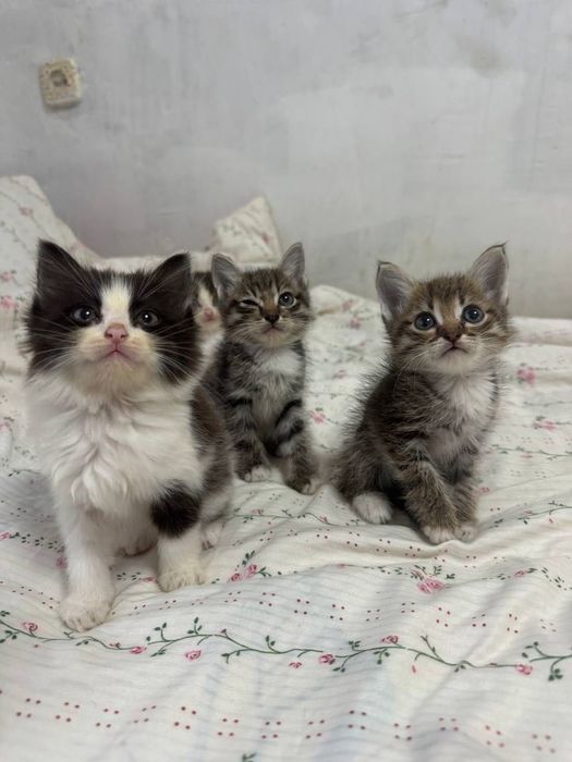 Отдам котят 1,5 в добрые руки