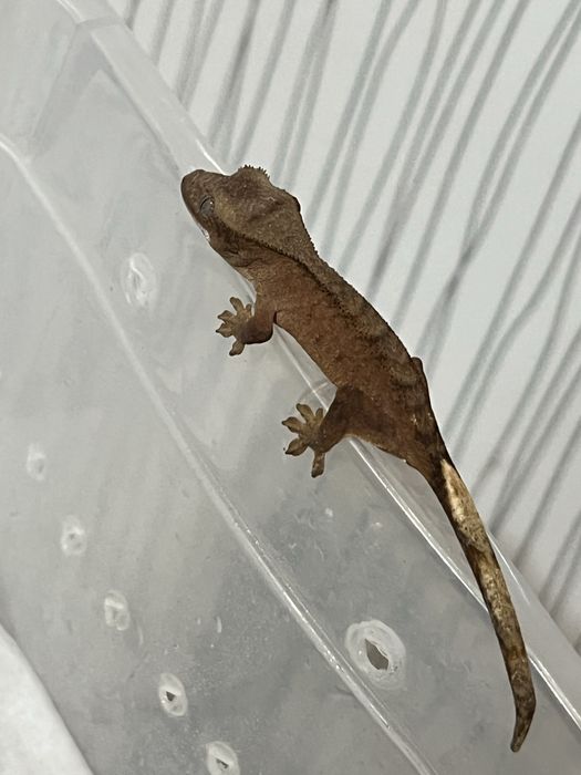 Малыши бананоеды(бананоед,бананоеды,геккон)