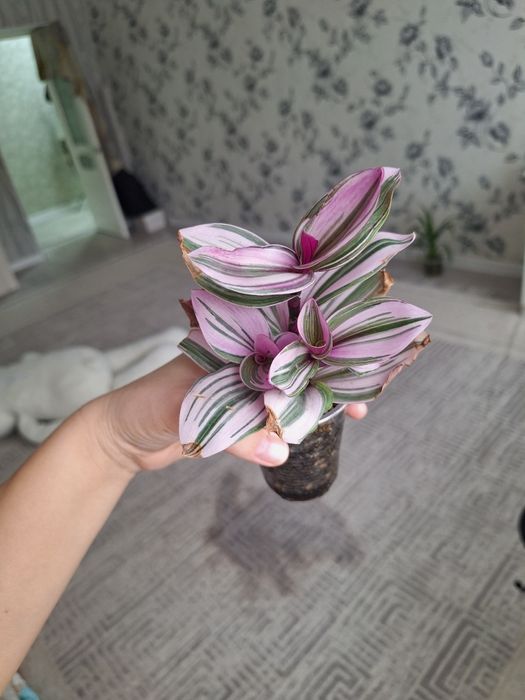 Отростки укорененные