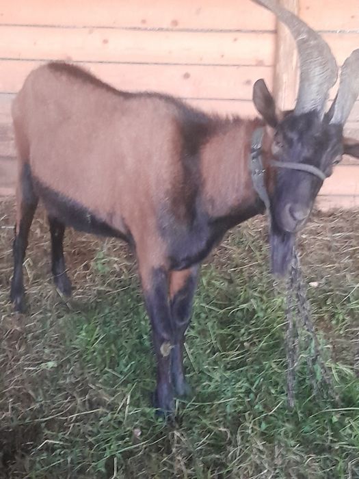 Disponibile 1 țap și două capre alpine franceze !