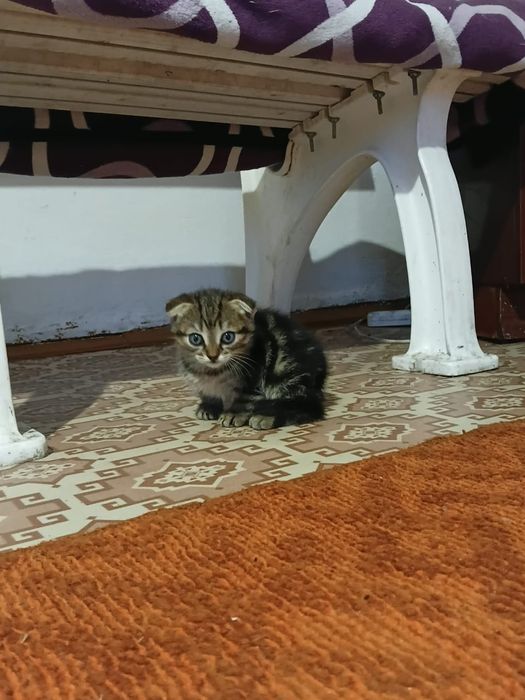 Продам котят вислоухие 
[08.05, 2