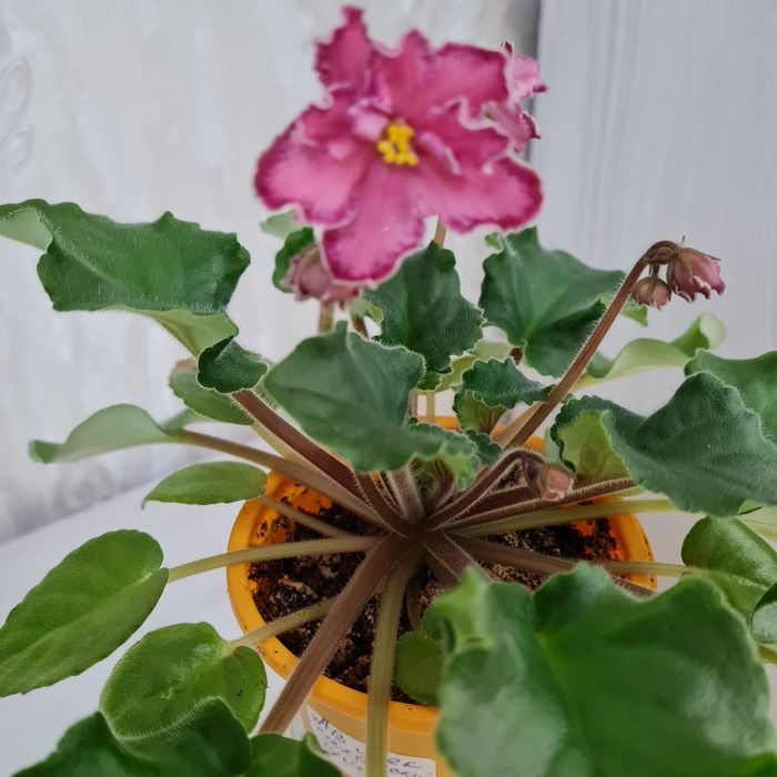 Продам цветущие фиалки