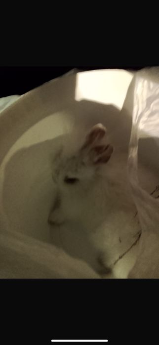 кролик  декларативный