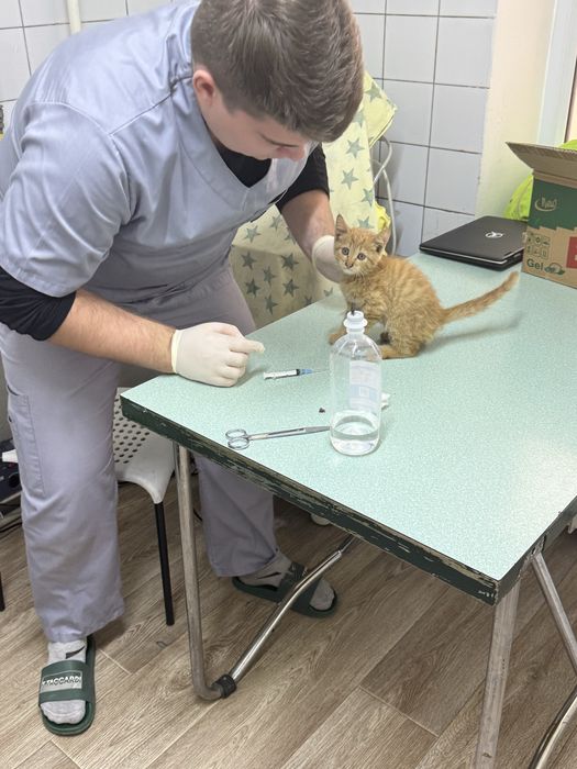 Отдам даром рыжего котенка
