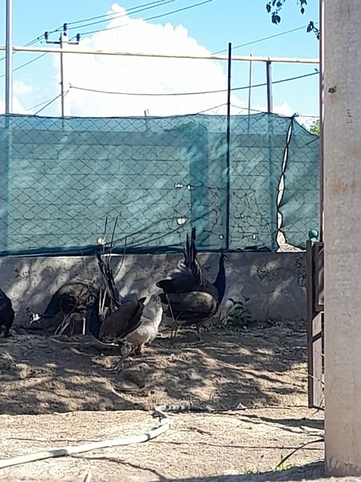 Павлин 3 еркек 1 ұрғаш