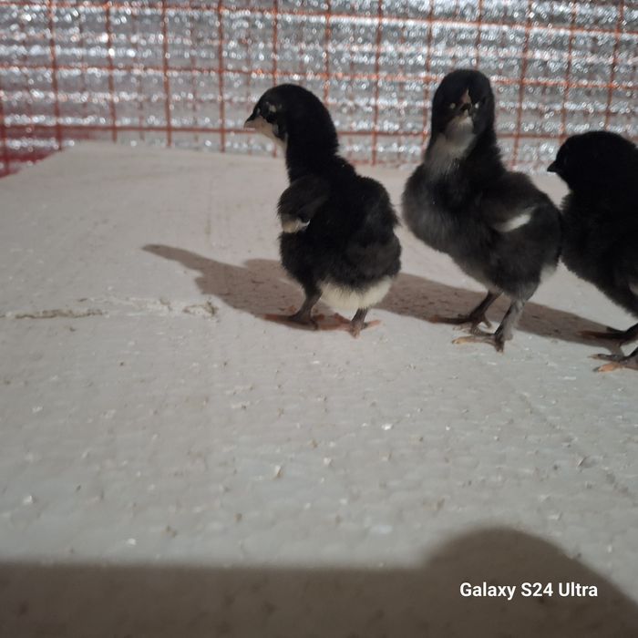 Дамашни кора жужалар