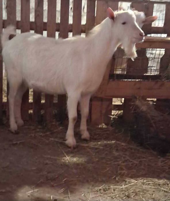 Vand tap saanen, ciut genetic, varsta un an, din linie foarte buna de lapte