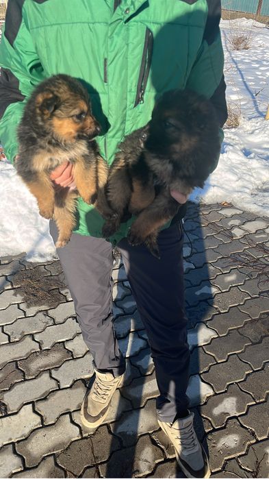 Немецски овчарка