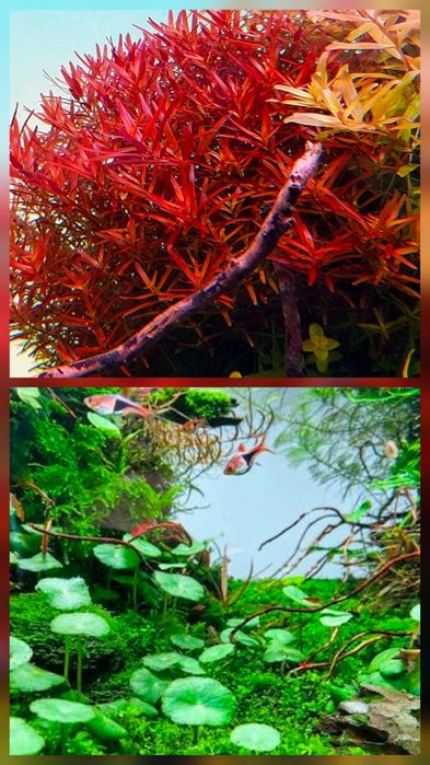 Plante Naturale Acvariu usor de crescut