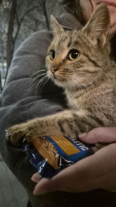 Tigrata pisica afectuasa