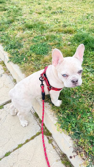 Френски булдог уникален