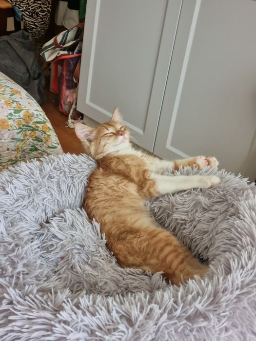 Котенок мальчик 3.5 мес/Мысық