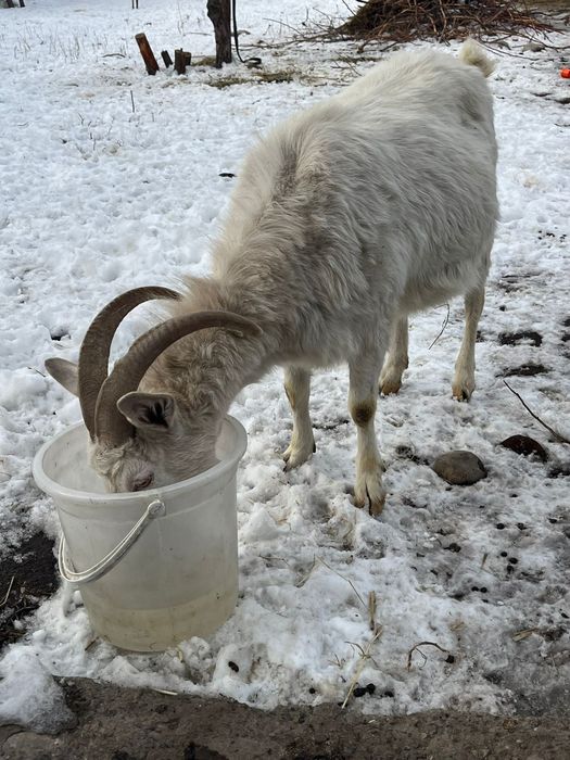 Срочно! Коза и козёл