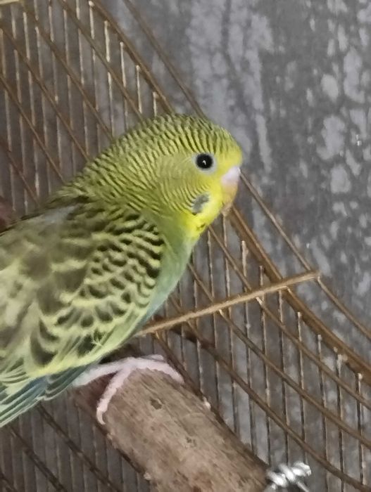 Молоденький попугайчик-волнистик.