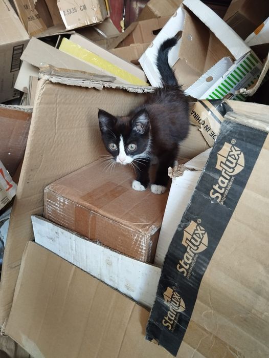Пристраиваются  котята