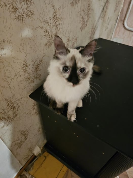 Лелика в хорошие ручки.