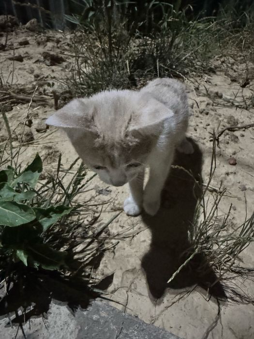 Xadiyaga mushuk beriladi