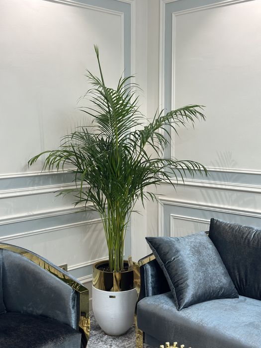 Растения премиум класса