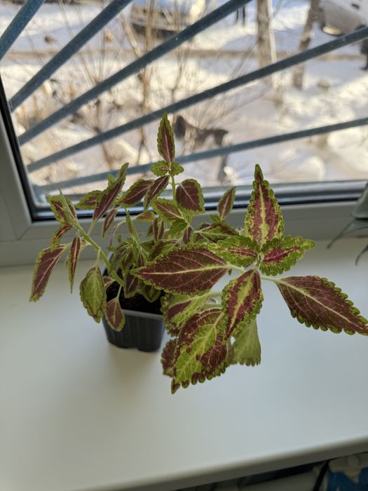 Отдам бесплатно цветок