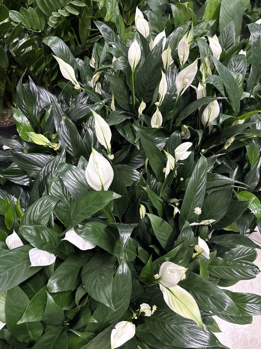 Женское счастье недорого