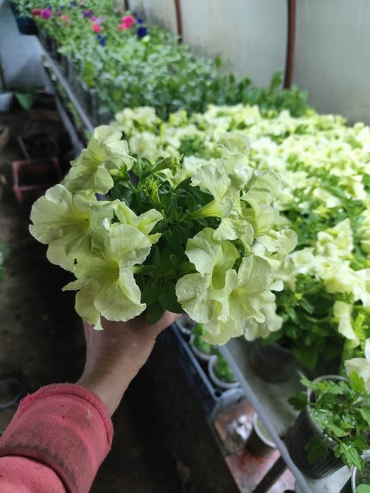 Цветы. Цветы. Цветы.