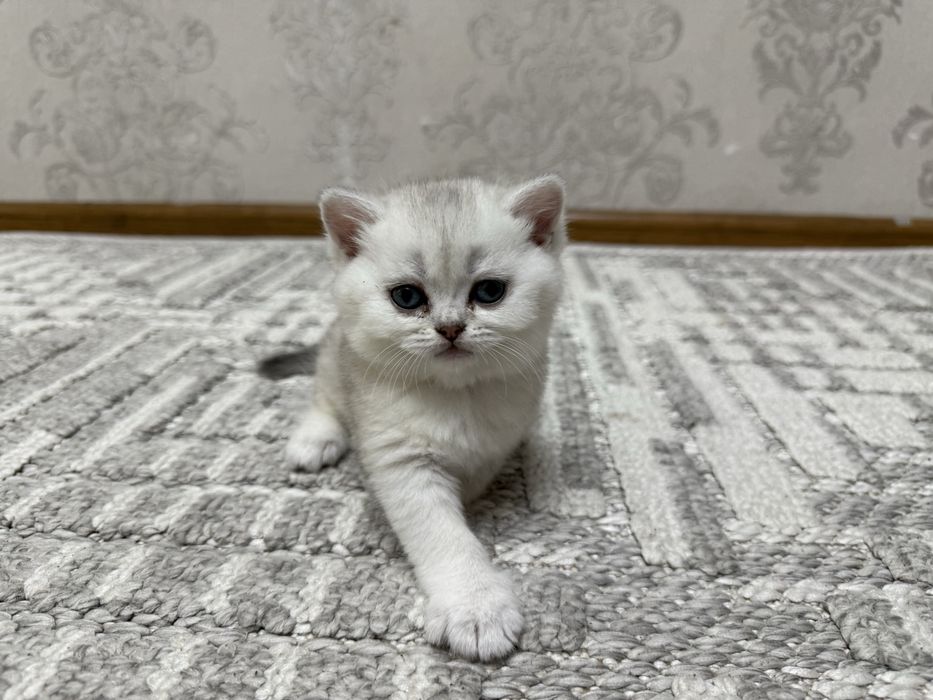 Продаются котята британской шиншиллы