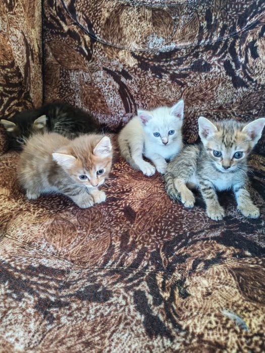 Шустрые котята!!!